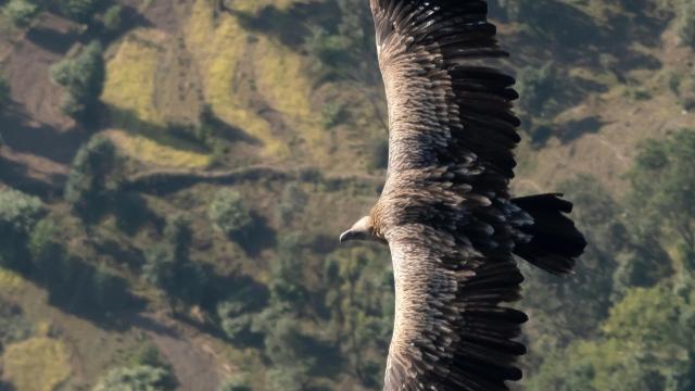 Vautour de l'Himalaya