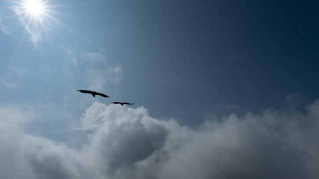 Vautours de l'Himalaya au dessus des nuages