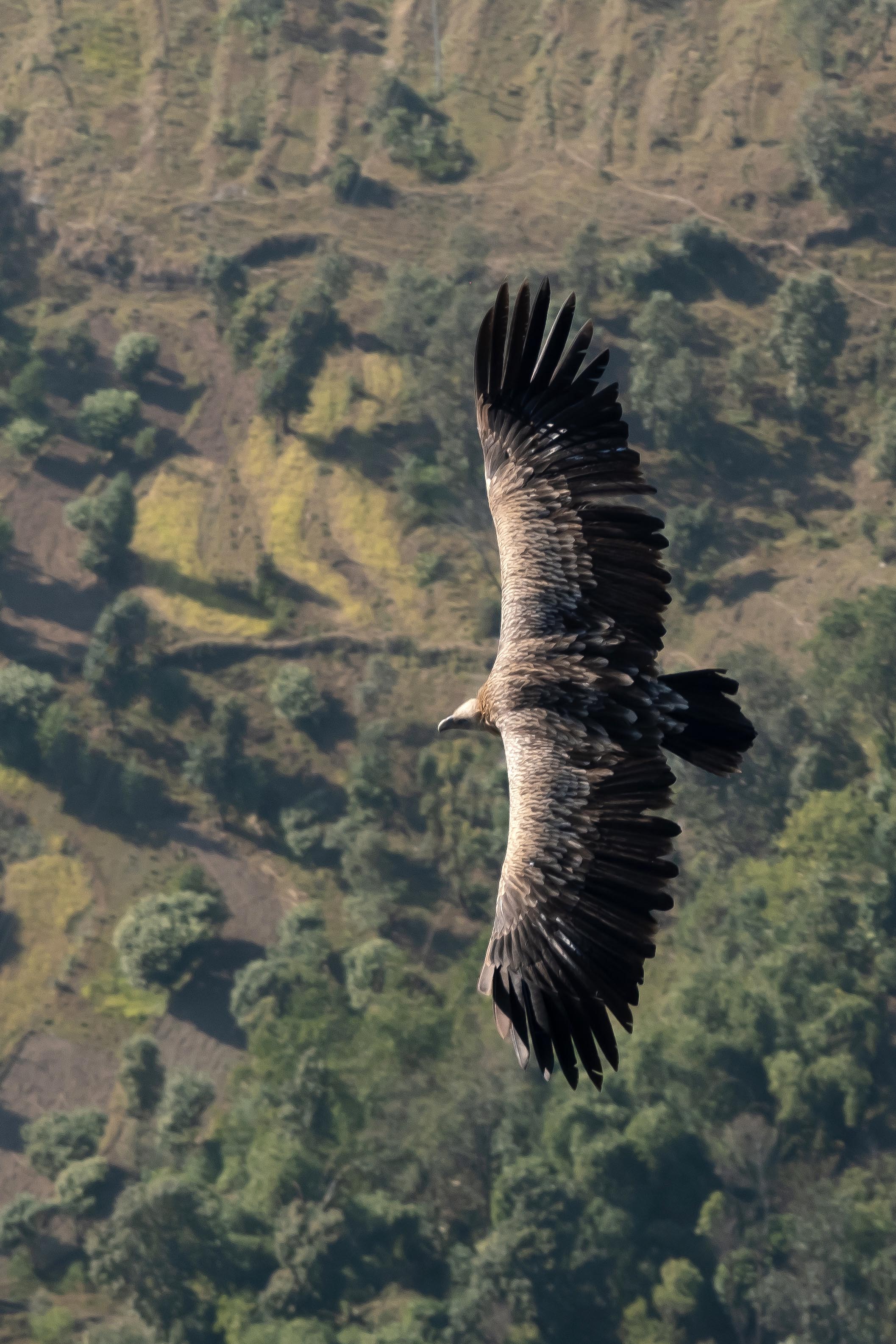 Vautour de l'Himalaya