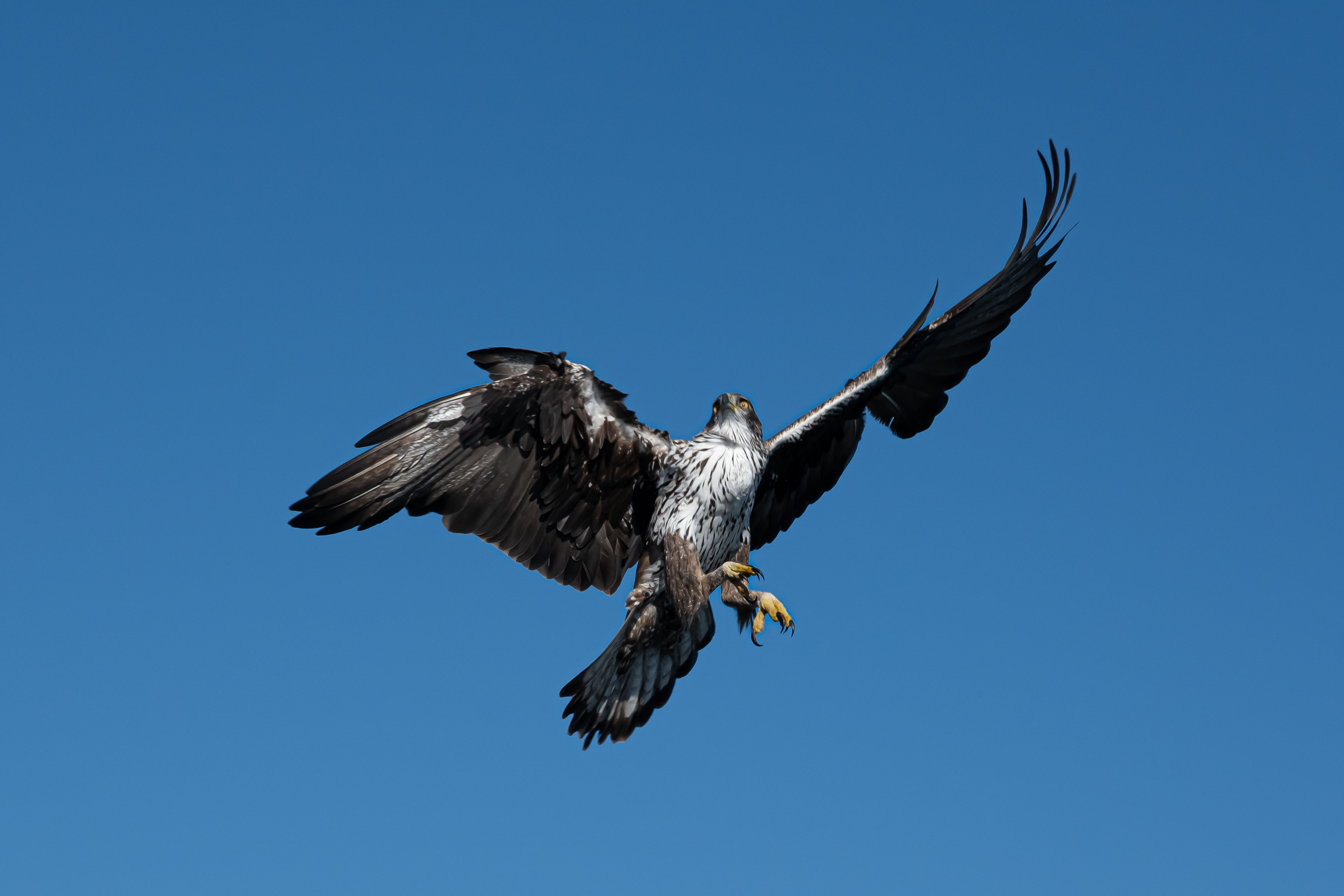 Aigle de Bonelli